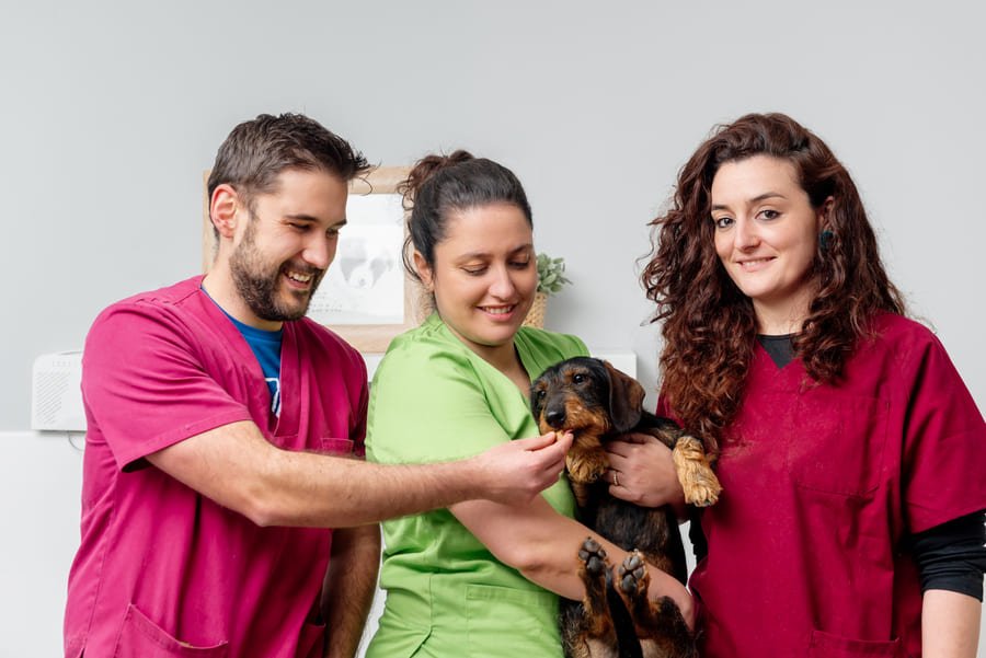 Veterinaria en San Cristobal de las Casas