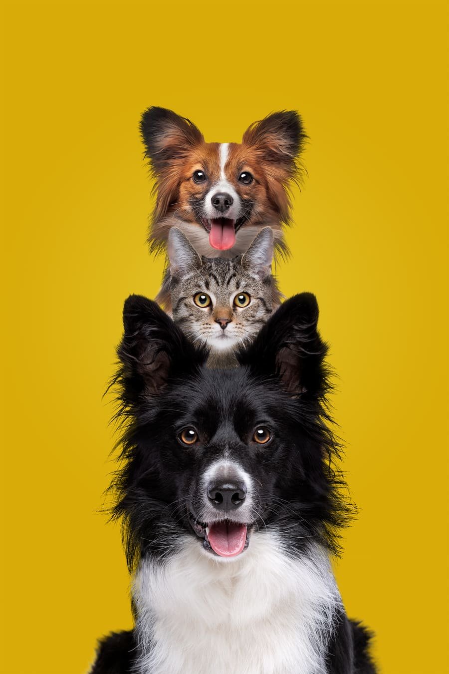 Veterinaria y hotel para mascotas en San Cristobal de las Casas