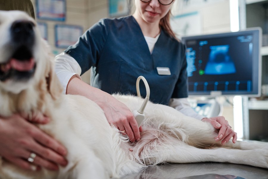 Veterinaria atendiendo a mascota en San Cristóbal de las Casas