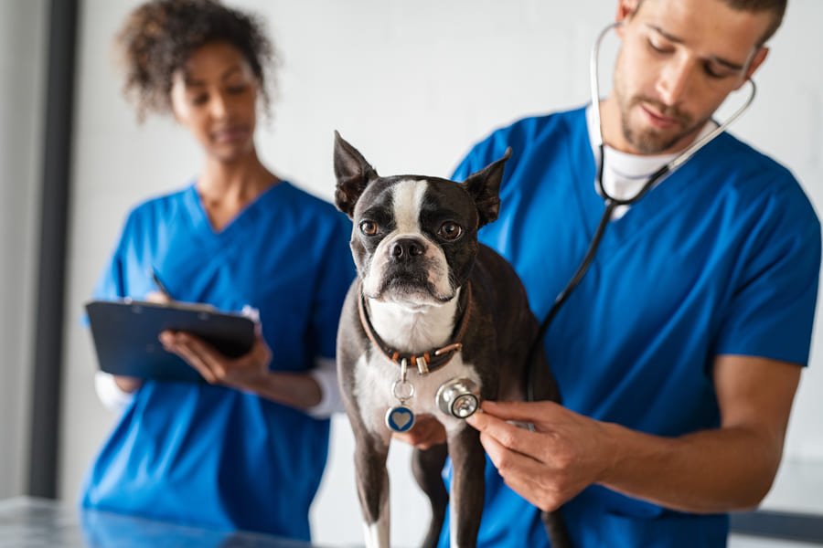 Veterinaria y hotel para mascotas en San Cristóbal de las Casas